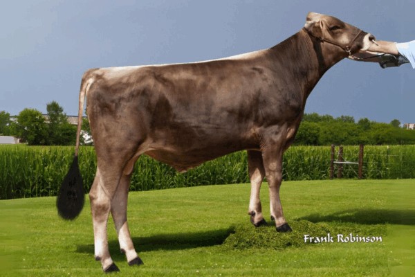 Zijaanzicht van de Brown Swiss stier Herren