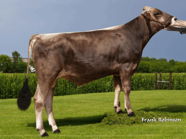 Zijaanzicht van de Brown Swiss stier Herren