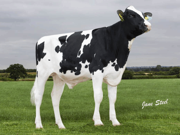 Zijaanzicht van de zwartbonte holstein frysian stier High Speed