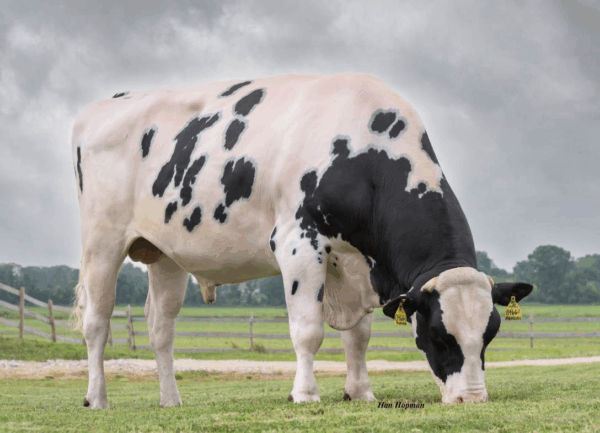 Graasfoto van de zwartbonte holstein frysian stier Highclass