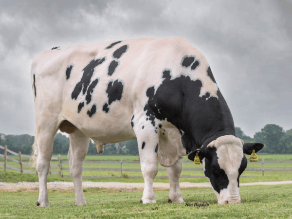 Graasfoto van de zwartbonte holstein frysian stier Highclass