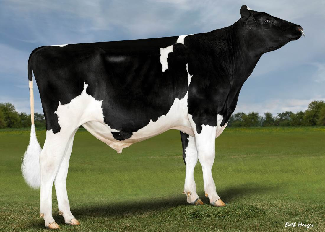 Zijaanzicht van de zwartbonte holstein frysian stier Hoa P