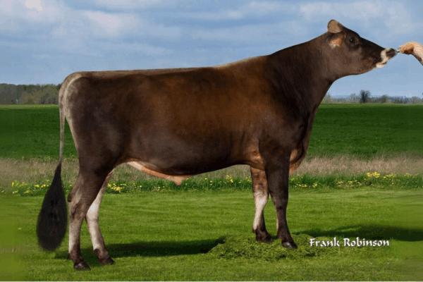 Een zijaanzicht van de Jersey stier Jalapeno