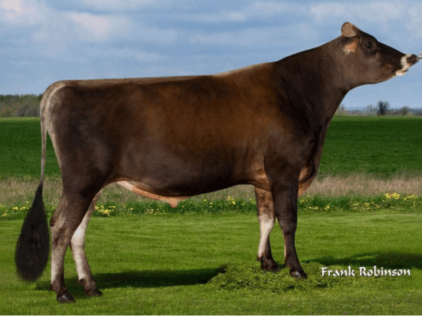 Een zijaanzicht van de Jersey stier Jalapeno