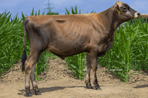 Een zijaanzicht van de Jersey stier Jatta PP