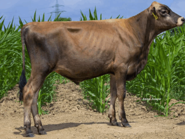 Een zijaanzicht van de Jersey stier Jatta PP