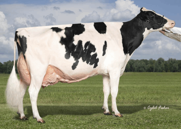 Zijaanzicht van de moeder van de zwartbonte holstein frysian stier Jerry Lewis