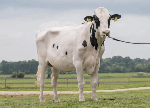 Zijaanzicht van de zwartbonte holstein frysian stier Jerry Lewis