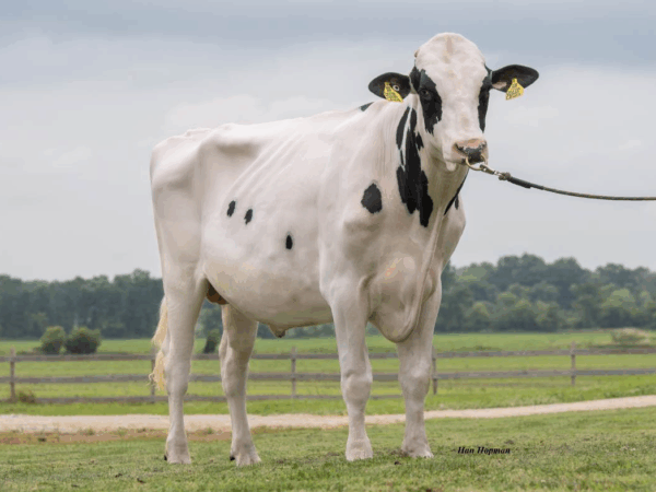 Zijaanzicht van de zwartbonte holstein frysian stier Jerry Lewis