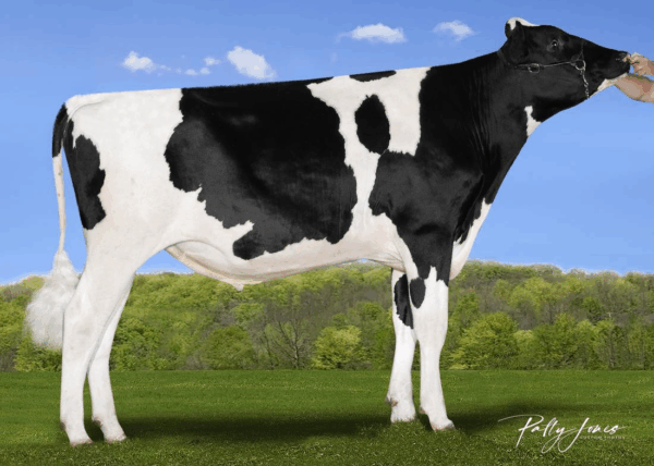 Zijaanzicht van de zwartbonte holstein frysian stier Jive