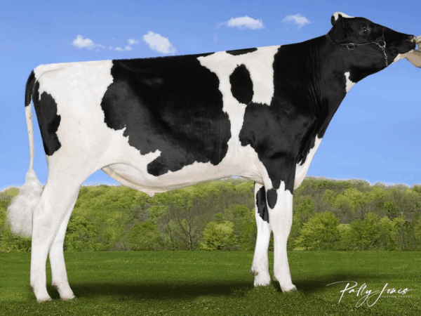 Zijaanzicht van de zwartbonte holstein frysian stier Jive