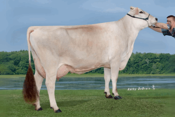 Zijaanzicht van de Dam Amber Rae High Society ET van de Brown Swiss stier Joey