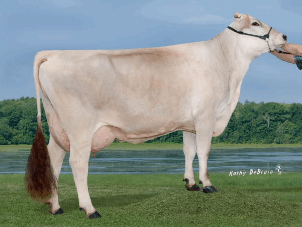 Zijaanzicht van de Dam Amber Rae High Society ET van de Brown Swiss stier Joey