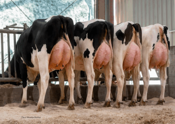 Achteraanzicht van de dochters van de zwartebonte holstein frysian stier Johnboy
