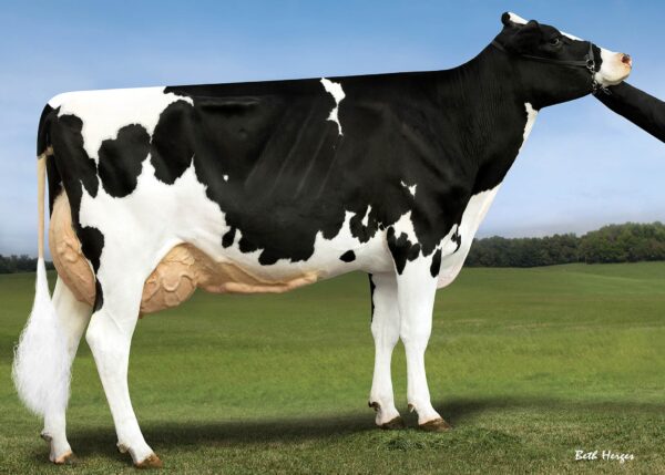 Zijaanzicht van moeders moeder van de zwartebonte holstein frysian stier Johnboy
