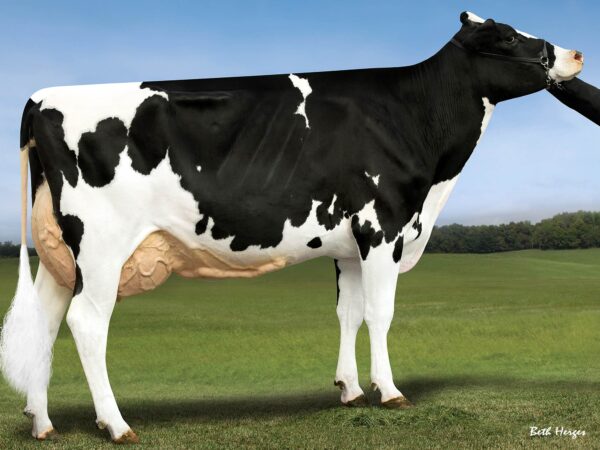 Zijaanzicht van moeders moeder van de zwartebonte holstein frysian stier Johnboy