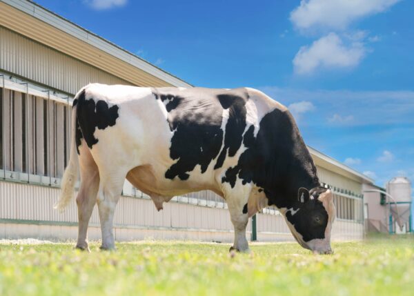 Zijaanzicht van de zwartebonte holstein frysian stier Johnboy