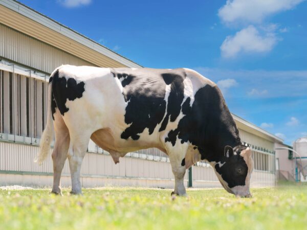 Zijaanzicht van de zwartebonte holstein frysian stier Johnboy