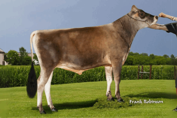 Zijaanzicht van de Jersey stier Kaden