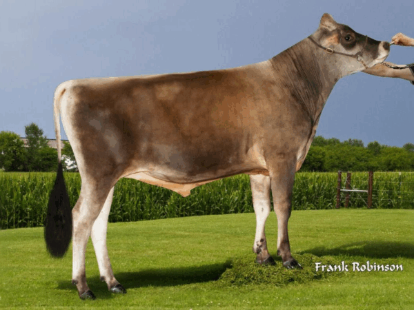 Zijaanzicht van de Jersey stier Kaden