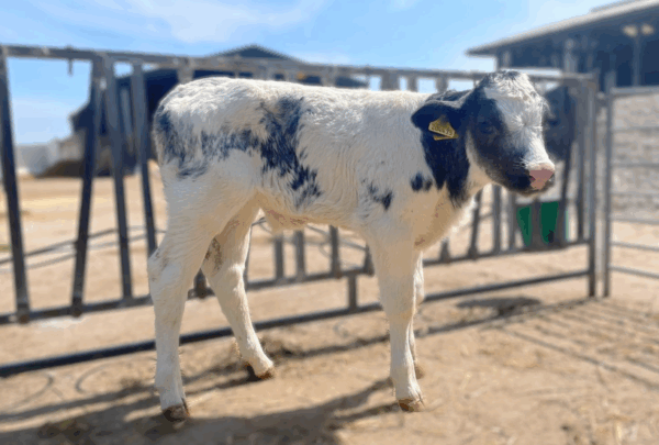 Kalfje van de Belgische blauwe stier Kersey Rebel