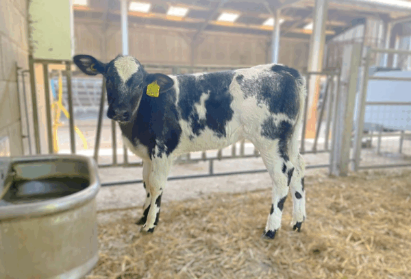 Kalfje van de Belgische blauwe stier Kersey Rebel