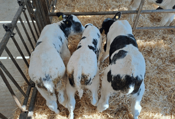 Kalveren van de Belgische blauwe stier Kersey Rebel