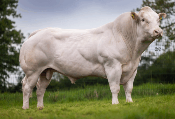 De Belgisch blauwe stier Kersey Rebel