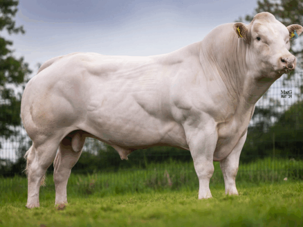 De Belgisch blauwe stier Kersey Rebel