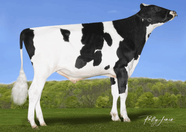 Zijaanzicht van de zwartbonte holstein frysian stier Leyser PP