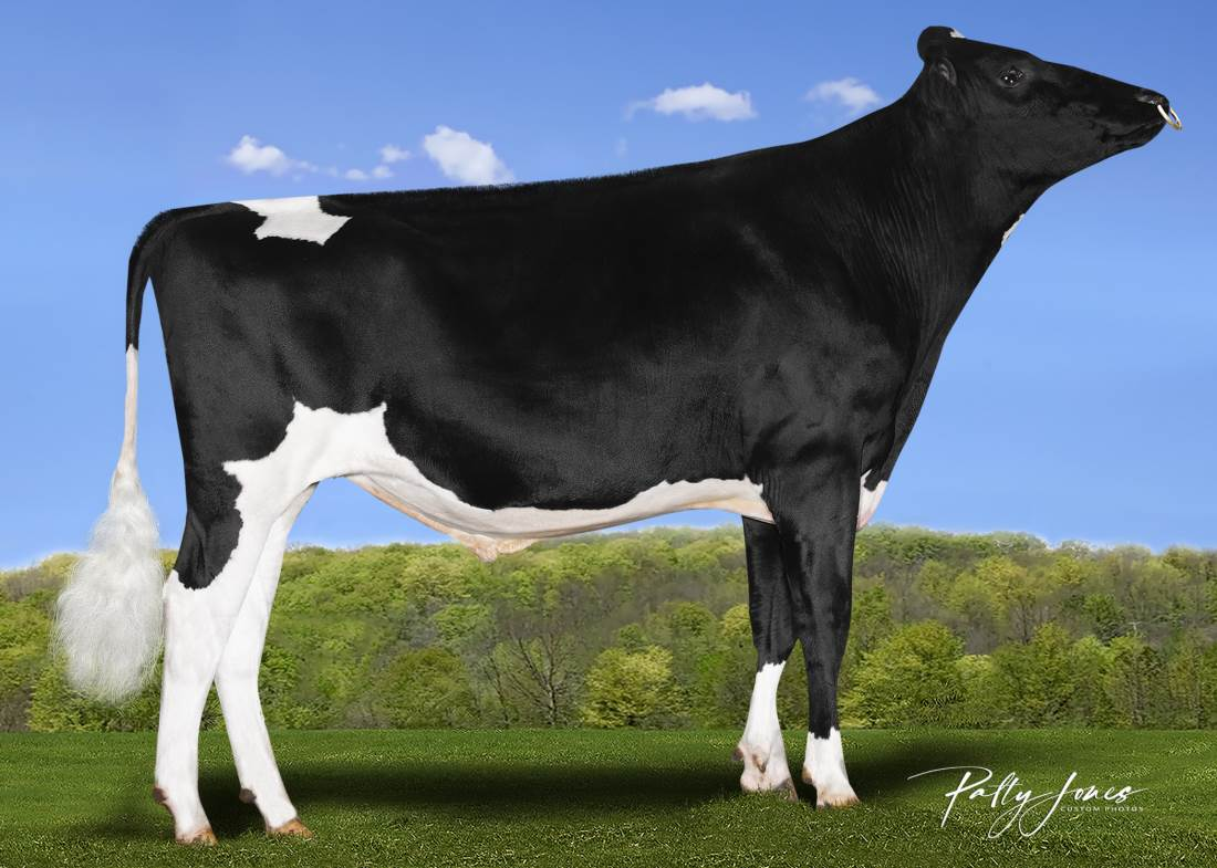 Zijaanzicht van de zwartbonte holstein frysian stier Liege P