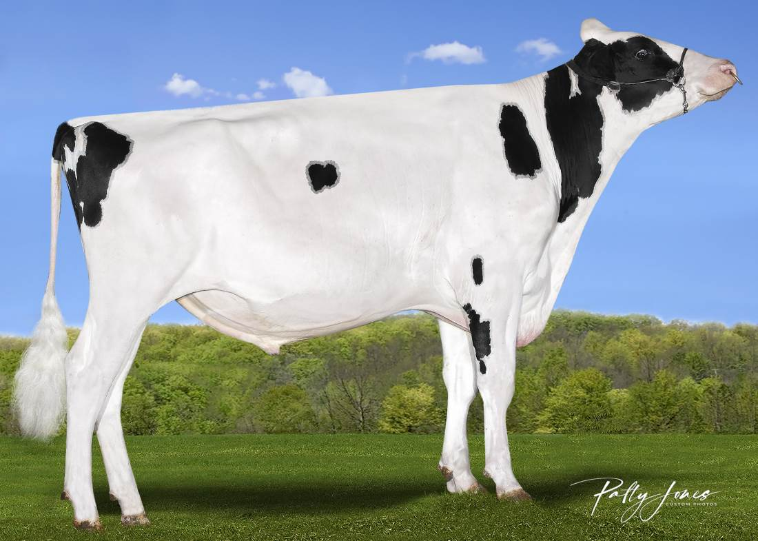Zijaanzicht van de zwartbonte holstein frysian stier Liquidcourage