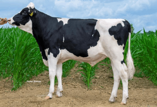 Zijaanzicht van de zwartbonte holstein frysian stier Man-City
