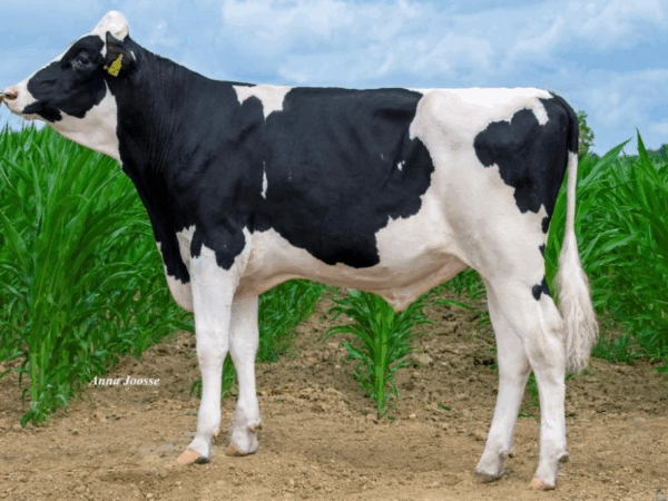 Zijaanzicht van de zwartbonte holstein frysian stier Man-City