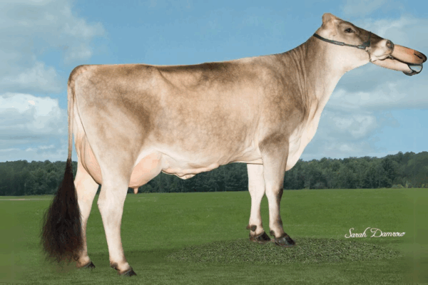 Zijaanzicht van de Dam Hilltop Acres DVP Mindy van de Brown Swiss stier Martini
