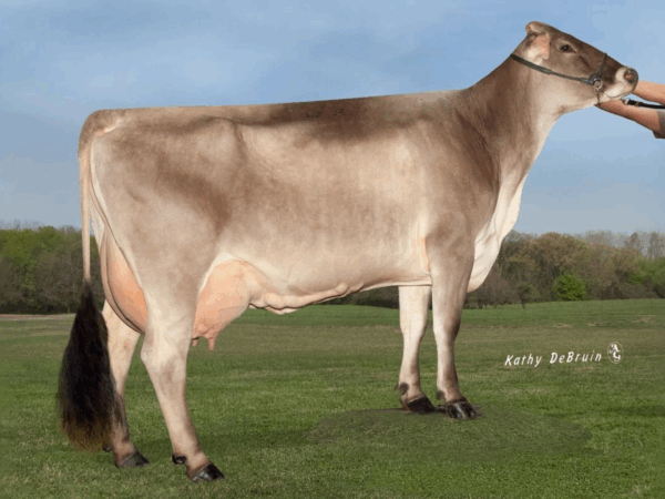 Zijaanzicht van de MGD Hilltop Acres BK Mara van de Brown Swiss stier Martini