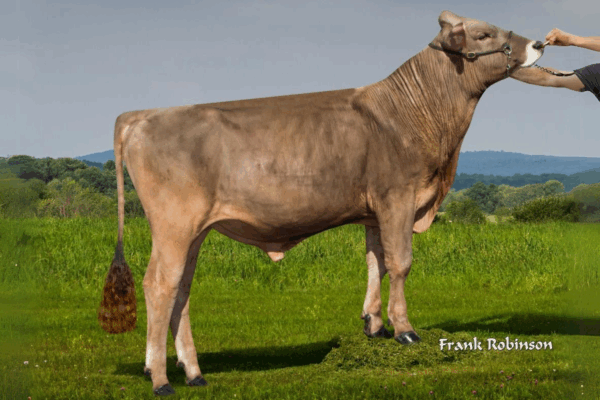 Zijaanzicht van de Brown Swiss stier Martini
