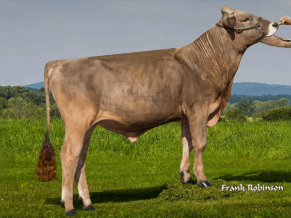 Zijaanzicht van de Brown Swiss stier Martini
