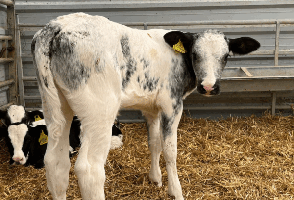 Kalf van de Belgisch blauwe stier Osiris