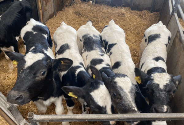Kalveren van de Belgisch blauwe stier Osiris