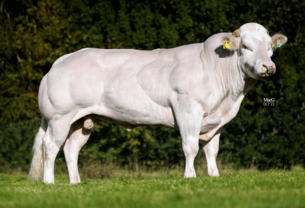 Belgisch blauwe stier Osiris