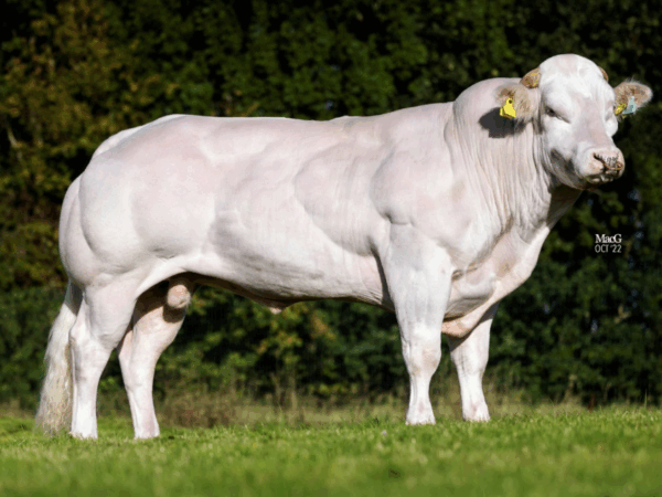 Belgisch blauwe stier Osiris