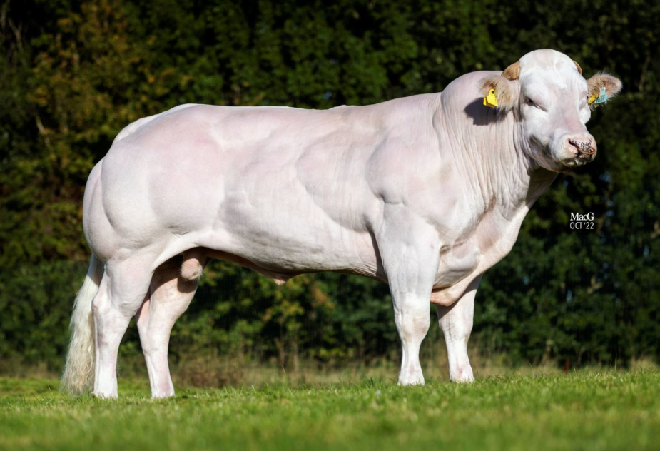Belgisch blauwe stier Osiris