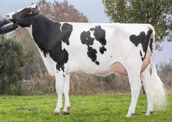 Zijaanzicht van de dochter van de zwartbonte holstein frysian stier Patan