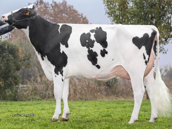 Zijaanzicht van de dochter van de zwartbonte holstein frysian stier Patan