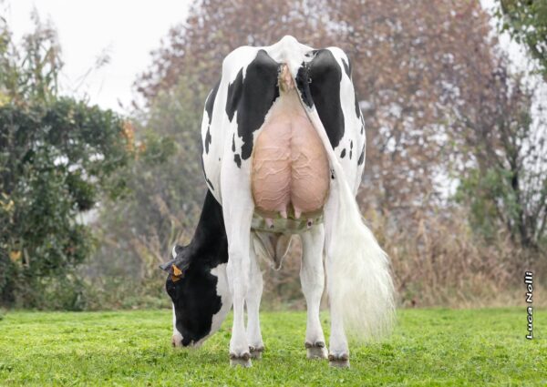 Achteraanzicht van de dochter van de zwartbonte holstein frysian stier Patan