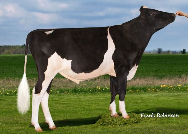 Zijaanzicht van de zwartbonte holstein frysian stier Patan