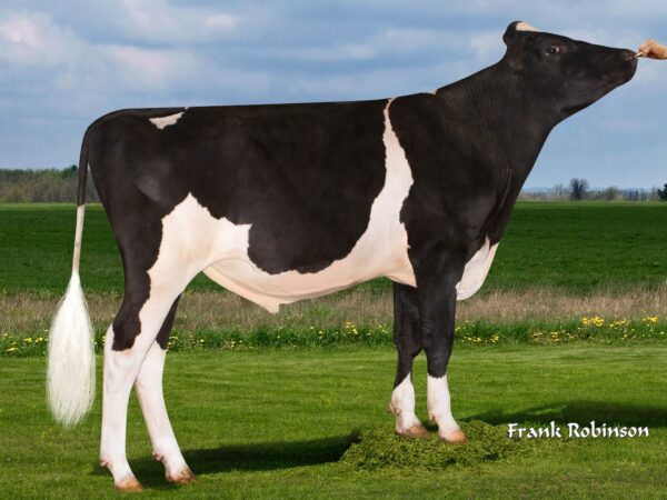 Zijaanzicht van de zwartbonte holstein frysian stier Patan