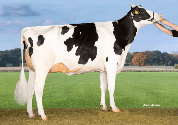 Zijaanzicht van de moeder van de zwartbonte holstein frysian stier DG Phoenix