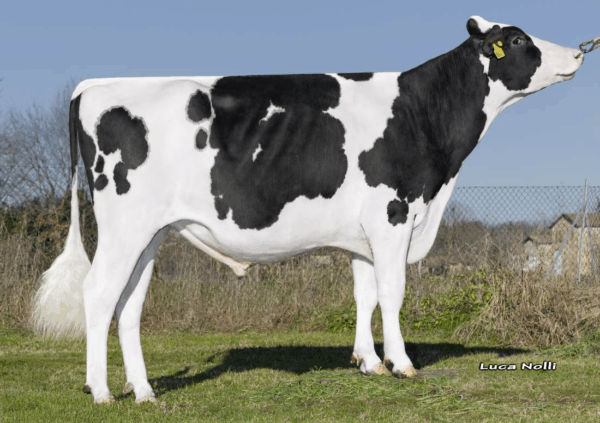 Zijaanzicht van de zwartbonte holstein frysian stier DG Phoenix